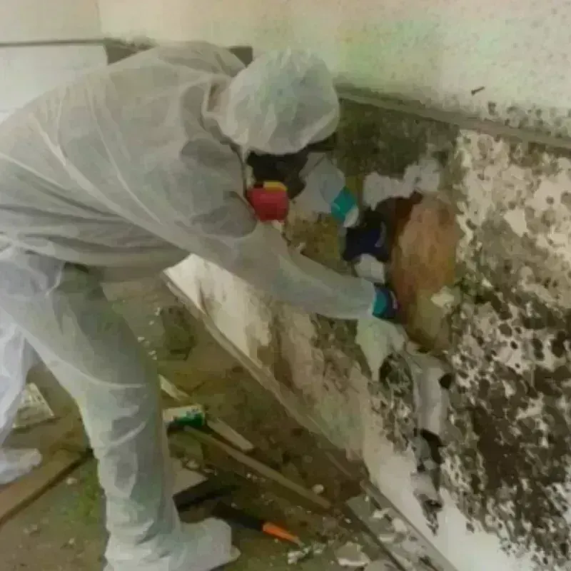 Mold Remediation and Removal in Grafton, ND